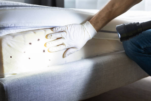 Pest Control Cost in Pittsburg, TX
