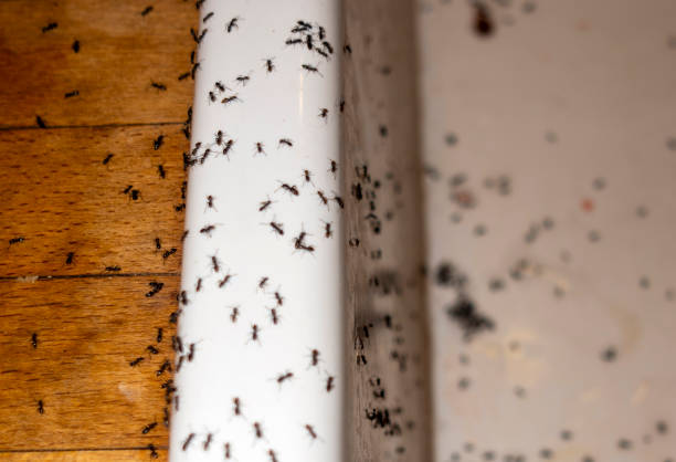 Best Residential Pest Control  in Pittsburg, TX