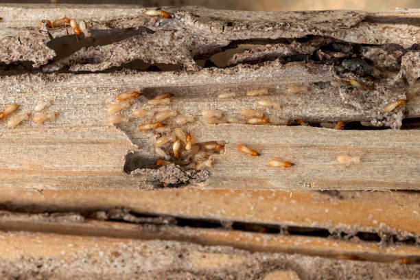 Best Best Pest Control Companies  in Pittsburg, TX