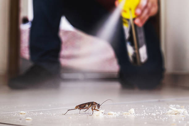 Best Mosquito Control Services  in Pittsburg, TX