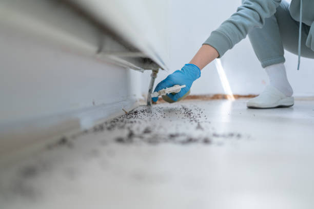Wasp Removal Services in Pittsburg, TX